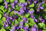 viola-odorata-maarts-viooltje